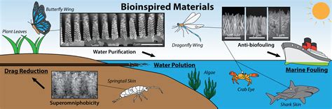  Zebrafish: En Bioinspirerad Superhjälte för Framtidens Material!