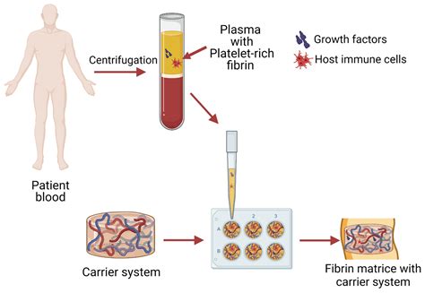 Fibrin – Biokompatibel Proteinmatris för Vävnadsrekonstruktion!