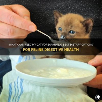 What to Feed a Kitten with Diarrhea: A Journey Through Feline Nutrition and Beyond