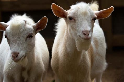 What to Feed Nigerian Dwarf Goats in Winter: A Comprehensive Guide and the Curious Case of Goats and Snowflakes