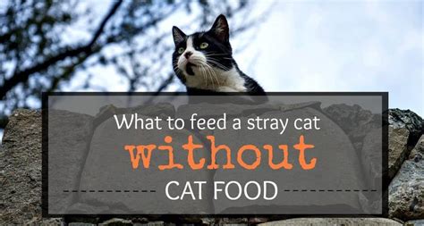 What to Feed Stray Cats: A Journey Through the Culinary Cosmos of Feline Nutrition