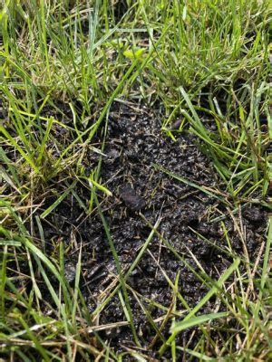 When to Put Down Starter Fertilizer: A Symphony of Soil and Seasons