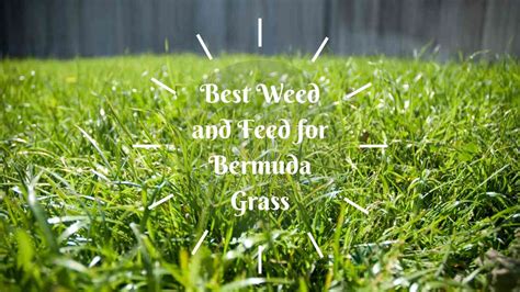 When to Weed and Feed: A Philosophical Inquiry into Lawn Care and Life Choices